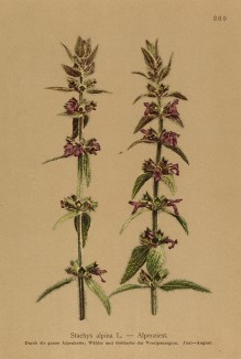 Чистец альпийский (Stachys alpina (лат.)) (из Atlas der Alpenflora. Дрезден. 1897 год. Том IV. Лист 360)