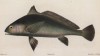 Гвинейский горбыль (Rhinoscion epipercus (лат.)) из семейства Sciaenidae (лист XIV великолепной работы Memoire sur les poissons de la côte de Guinée, изданной в Голландии в 1863 году)