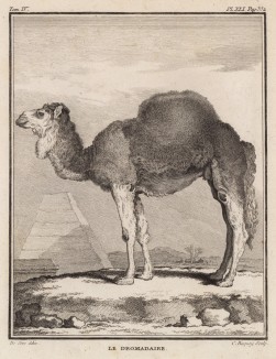 Одногорбый верблюд, или дромадер (лист XLI иллюстраций к четвёртому тому знаменитой "Естественной истории" графа де Бюффона, изданному в Париже в 1753 году)
