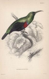 Нектарница Nectarinia bifasciata (лат.) (лист 4 тома XVI "Библиотеки натуралиста" Вильяма Жардина, изданного в Эдинбурге в 1843 году)