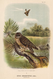 Болотная сова в 1/3 натуральной величины (лист LVI красивой работы Оскара фон Ризенталя "Хищные птицы Германии...", изданной в Касселе в 1894 году)