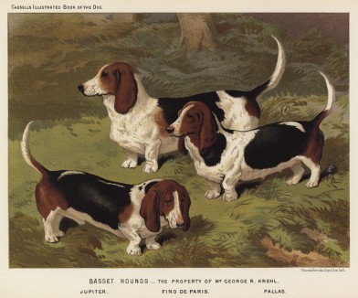 Бассетхаунды, принадлежащие мистеру Крелю (из "Книги собак" Веро Шоу, украшенной великолепными иллюстрациями Чарльза Барбера. Лондон. 1881 год)
