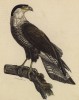 Каракара (Polyborus vilgaris (лат.)) (лист из альбома литографий "Галерея птиц... королевского сада", изданного в Париже в 1822 году)