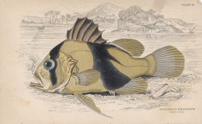 Двухполосый морской окунь (Diploprion bifasciatum (лат.)) (лист 10 XXIX тома "Библиотеки натуралиста" Вильяма Жардина, изданного в Эдинбурге в 1835 году