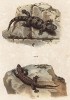 Гекконы Ascalabotes fascicularis и Hemidactulus vermichulatus (лат.) (из Naturgeschichte der Amphibien in ihren Sämmtlichen hauptformen. Вена. 1864 год)