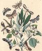 Бабочки семейства хохлаток. "Книга бабочек" Фридриха Берге, Штутгарт, 1870. 