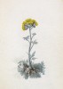 Полынь ледниковая (Artemisia glacialis (лат.)) (лист 211 известной работы Йозефа Карла Вебера "Растения Альп", изданной в Мюнхене в 1872 году)