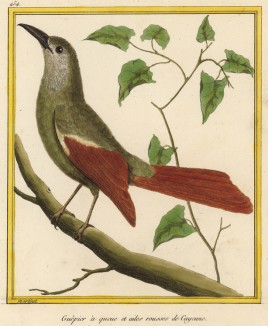 Щурка (пчелоедка) из Южной Америки (из Table des Planches Enluminées d'Histoire Naturelle de M. D'Aubenton (фр.). Утрехт. 1783 год (лист 454))