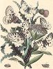Бабочки рода парнассиусов (Аполлонов). "Книга бабочек" Фридриха Берге, Штутгарт, 1870. 