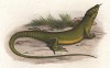 Зелёная ящерица Lacerta viridis (лат.) (из Naturgeschichte der Amphibien in ihren Sämmtlichen hauptformen. Вена. 1864 год)