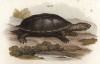Американская черепаха Stayrotypus tryporcalus (лат.) (из Naturgeschichte der Amphibien in ihren Sämmtlichen hauptformen. Вена. 1864 год)