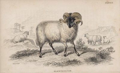 Черномордый баран (Black faced ram (англ.)) (лист 15 тома X "Библиотеки натуралиста" Вильяма Жардина, изданного в Эдинбурге в 1843 году)