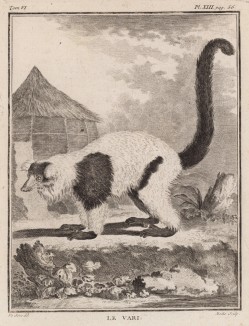 Лемур vari (фр.) (лист XIII иллюстраций к шестому тому знаменитой "Естественной истории" графа де Бюффона, изданному в Париже в 1756 году)