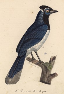 Дятел (Pica chrysops (лат.)) (лист из альбома литографий "Галерея птиц... королевского сада", изданного в Париже в 1822 году)
