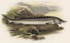 Осётр (иллюстрация к "Пресноводным рыбам Британии" -- одной из красивейших работ 70-х гг. XIX века, выполненных в технике хромолитографии)