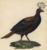 Монал серый (лист из альбома литографий "Галерея птиц... королевского сада", изданного в Париже в 1825 году)