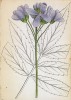 Зубянка перистая (Dentaria pinnata (лат.)) (лист 51 известной работы Йозефа Карла Вебера "Растения Альп", изданной в Мюнхене в 1872 году)