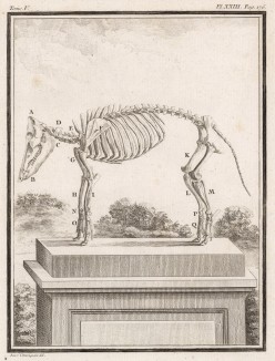 Скелет (лист XXIII иллюстраций к пятому тому знаменитой "Естественной истории" графа де Бюффона, изданному в Париже в 1755 году)