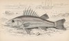 Окунь ара (Niphon spinosus (лат.)) (лист 8 XXIX тома "Библиотеки натуралиста" Вильяма Жардина, изданного в Эдинбурге в 1835 году