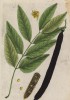 Кассия трубчатая (сладкая трость, живой мёд (Cassia fistula (лат.)) -- дерево золотого дождя (лист 381 "Гербария" Элизабет Блеквелл, изданного в Нюрнберге в 1757 году)