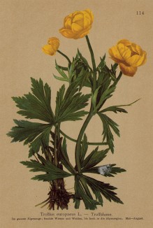 Купальница европейская (из Atlas der Alpenflora. Дрезден. 1897 год. Том II. Лист 114)
