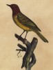 Славка рыжеголовая (лист из альбома литографий "Галерея птиц... королевского сада", изданного в Париже в 1825 году)