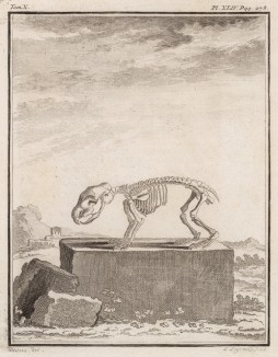 Скелет (лист XLIV иллюстраций к десятому тому знаменитой "Естественной истории" графа де Бюффона, изданному в Париже в 1763 году)