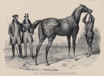 Английская скаковая лошадь (лист 49 первого тома работы профессора Шинца Naturgeschichte und Abbildungen der Menschen und Säugethiere..., вышедшей в Цюрихе в 1840 году)