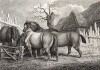 Лошади у кормушки. Офорт Вильяма Хоуитта из серии The British Sportsman. Лондон, 1799