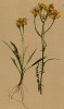 Скерда Жакена (Crepis Jacquini (лат.)). Николаус Жакен (1727--1817) -- австрийский химик и ботаник (из Atlas der Alpenflora. Дрезден. 1897 год. Том V. Лист 494)