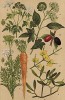 Морковь огородная (Daucus Carota), болиголов крапчатый (Conium maculatum), плющ обыкновенный (Hedera Helix), омела обыкновенная (Viscum album), кизил настоящий (Cornus mas)