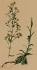 Камнеломка изменённая (Saxifraga mutata (лат.)) (из Atlas der Alpenflora. Дрезден. 1897 год. Том II. Лист 194)