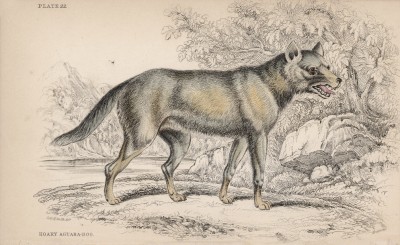 Дикая собака агуара (Dusicyon canescens (лат.)) (лист 22 тома IV "Библиотеки натуралиста" Вильяма Жардина, изданного в Эдинбурге в 1839 году)