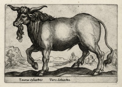 Дикий лесной бык (лист из альбома Nova raccolta de li animali piu curiosi del mondo disegnati et intagliati da Antonio Tempesta... Рим. 1651 год)