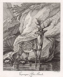 Пятнистый олень. Гравюра Иоганна Элиаса Ридингера из Entwurff Einiger Thiere ..., Аугсбург, 1740. 