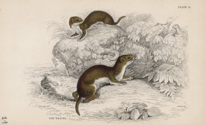 Две ласки (Mustela vulgaris (лат.)) (лист 13 тома VII "Библиотеки натуралиста" Вильяма Жардина, изданного в Эдинбурге в 1838 году)