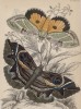 Ночные красавицы 1. Erebus crepuscularis 2. Triphaena materna (лат.) (лист 25 XXXVII тома "Библиотеки натуралиста" Вильяма Жардина, изданного в Эдинбурге в 1843 году)