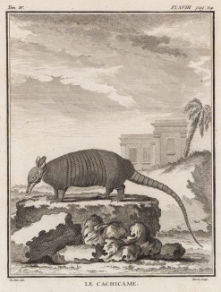 Броненосец (лист XVIII иллюстраций к четвёртому тому знаменитой "Естественной истории" графа де Бюффона, изданному в Париже в 1753 году)