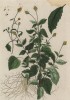 Акмелла (Acmella (лат.) — род цветковых растений из семейства астровые (лист 518 "Гербария" Элизабет Блеквелл, изданного в Нюрнберге в 1760 году)
