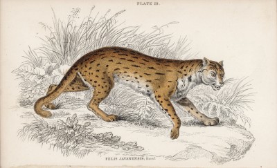 Хищная кошка с отрова Ява (Felis Javanensis (лат.)) (лист 19 тома III "Библиотеки натуралиста" Вильяма Жардина, изданного в Эдинбурге в 1834 году)