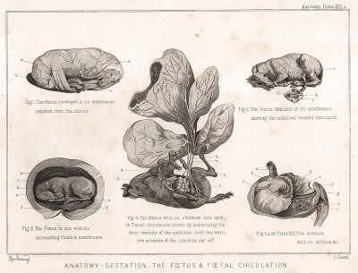 Анатомия лошади. Беременность: зародыш и кровообращение. The Book of Field Sports and Library of Veterinary Knowledge. Лондон, 1864