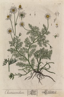 Ромашка (Chamaemelum (лат.)) -- народное средство от всех недугов (лист 298 "Гербария" Элизабет Блеквелл, изданного в Нюрнберге в 1757 году)