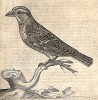 Горный воробей. Из первого (1622 г.) издания работы итальянского натуралиста Джованни Пьетро Олины (1585-1645) Uccelliera overo discorso della natura, e proprieta di diversi uccelli, e in particolare di que' che cantano… 