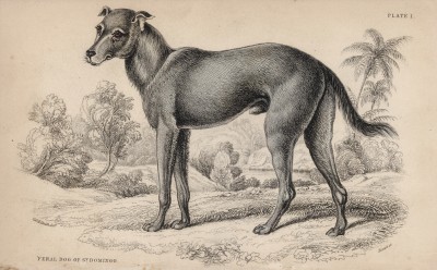 Дикая собака Canis Haitensis (лат.), обитающая в Санто-Доминго (лист 1 тома V "Библиотеки натуралиста" Вильяма Жардина, изданного в Эдинбурге в 1840 году)
