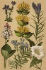 Горечавка весенняя (Gentiana verna), горечавка крупная (Gentiana Pneumonanthe), горечавка желтоцветная (Gentiana lutea), вахта трилистная (Menyanthes trifoliata), синюха обыкновенная (Polemonium coeruleum), вьюнок заборный (Convolvulus sepium)