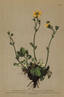 Лапчатка снежная (Potentilla nivea (лат.)) (из Atlas der Alpenflora. Дрезден. 1897 год. Том III. Лист 223)