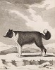 Исландская собака (лист VII иллюстраций ко второму тому знаменитой "Естественной истории" графа де Бюффона, изданному в Париже в 1749 году)
