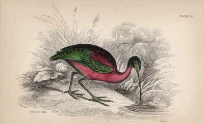 Прекрасная коровайка, или блестящий ибис (Ibis falcinellus (лат.)) (лист 10 тома XXVI "Библиотеки натуралиста" Вильяма Жардина, изданного в Эдинбурге в 1842 году)