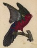 Розовобрюхий лори, мальчик (лист из альбома литографий "Галерея птиц... королевского сада", изданного в Париже в 1822 году)