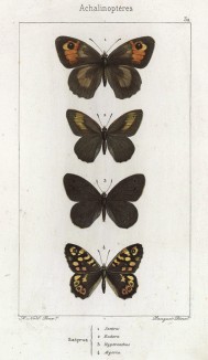 Бабочки рода Satyrus (бархатницы, или сатириды) Janira (1), Eudora (2), Hyperanthus (3), Aegeria (4) (лат.) (лист 32)